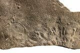 Cruziana (Fossil Trilobite Trackway) - Morocco #256860-1